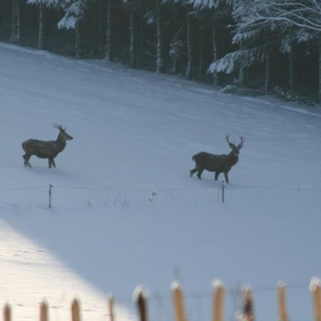 טנוויל Chambres D'Hotes Les Trappeurs Silence & Nature מראה חיצוני תמונה